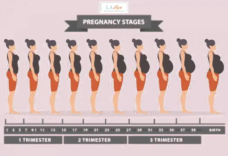 First Trimester (Weeks 1–12): Early Changes You Might Not Notice Sheffield